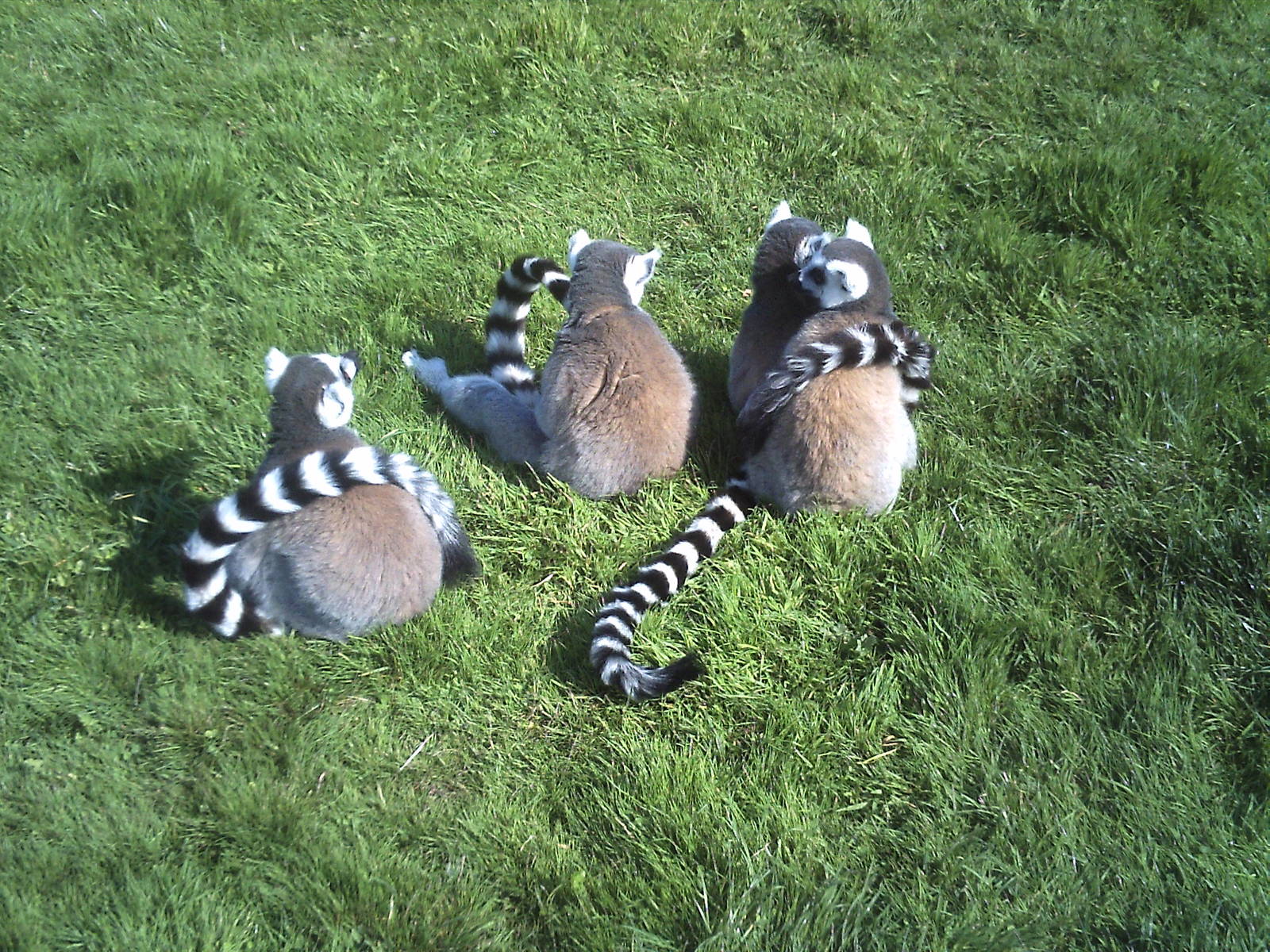 Lemurs
