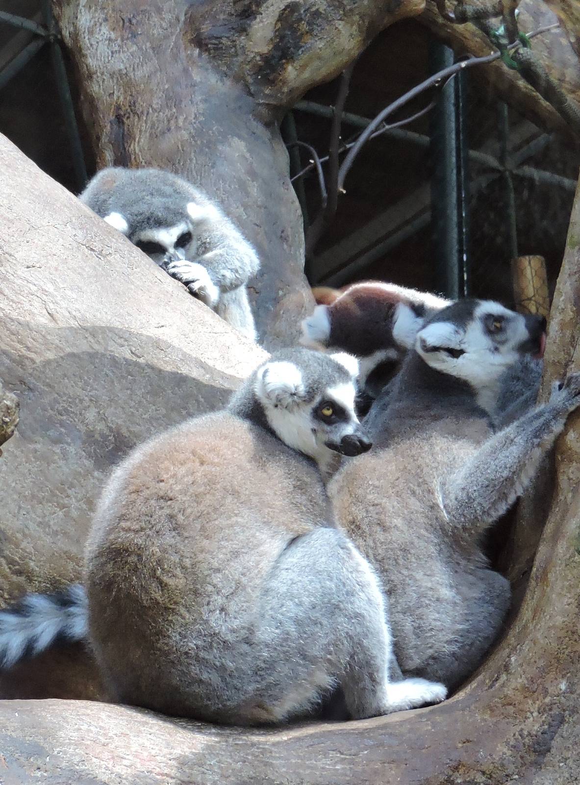 Lemurs