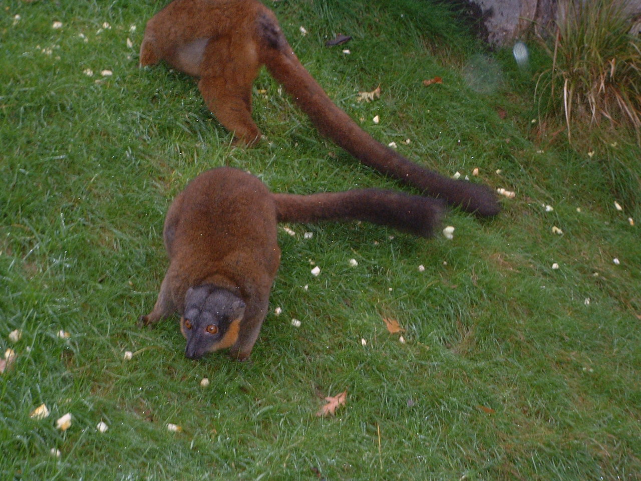 Lemurs