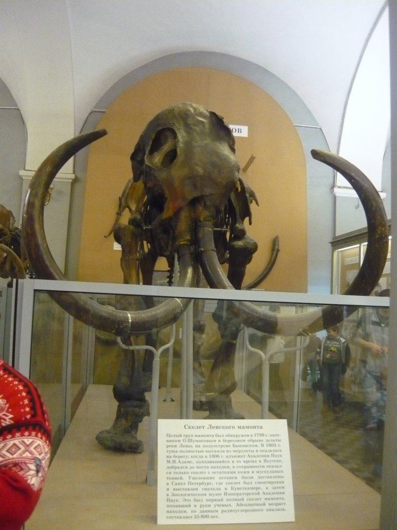 Lena mammoth skeleton