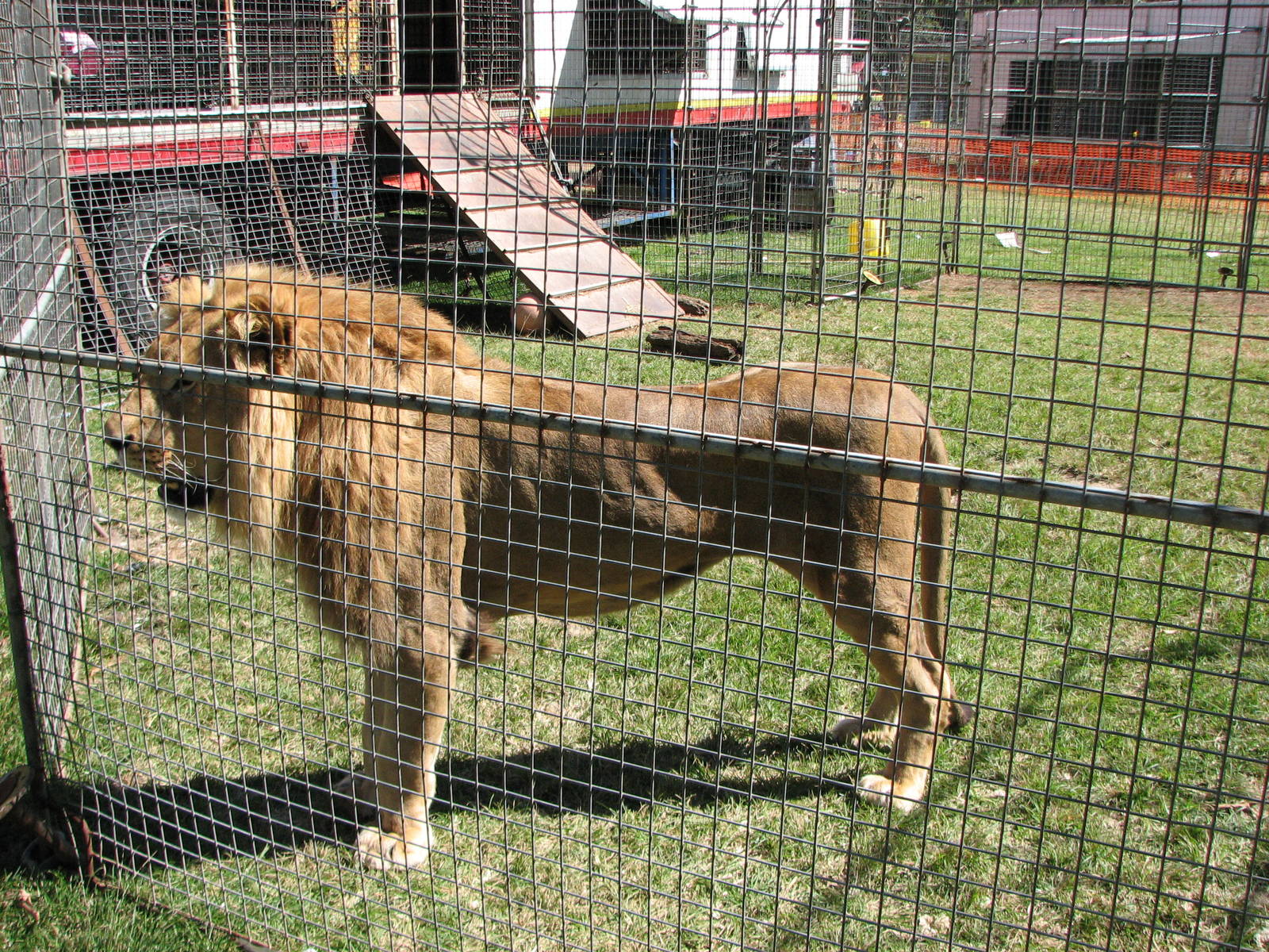 Lennon Bros Circus 2007 - African Lion in the lion fence