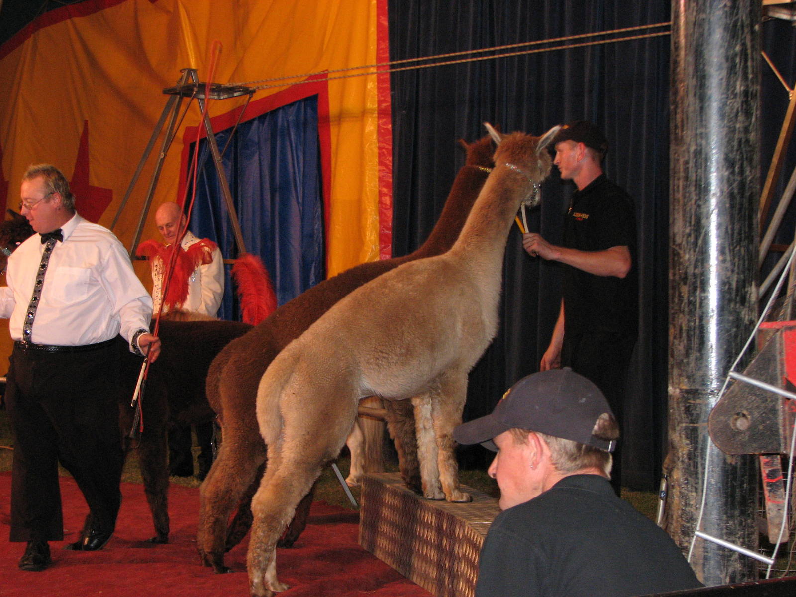 Lennon Bros Circus 2007 - Alpaca act