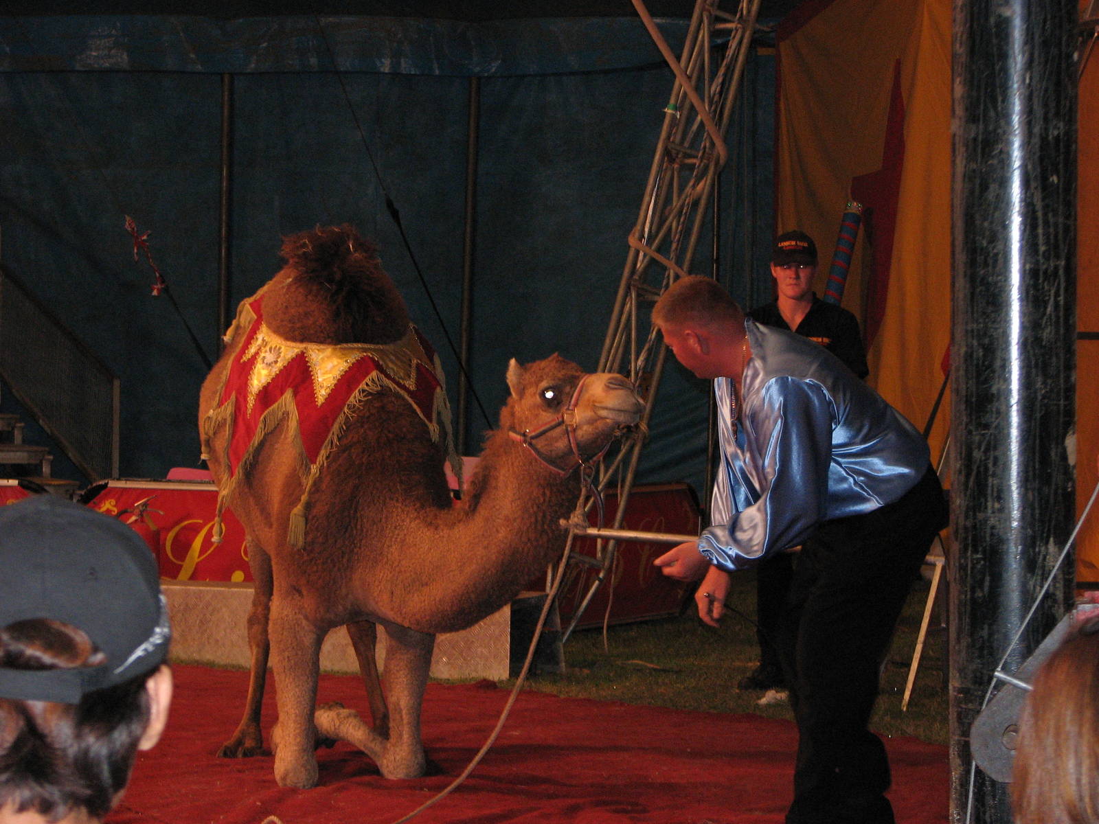 Lennon Bros Circus 2007 - Arabian Camel act