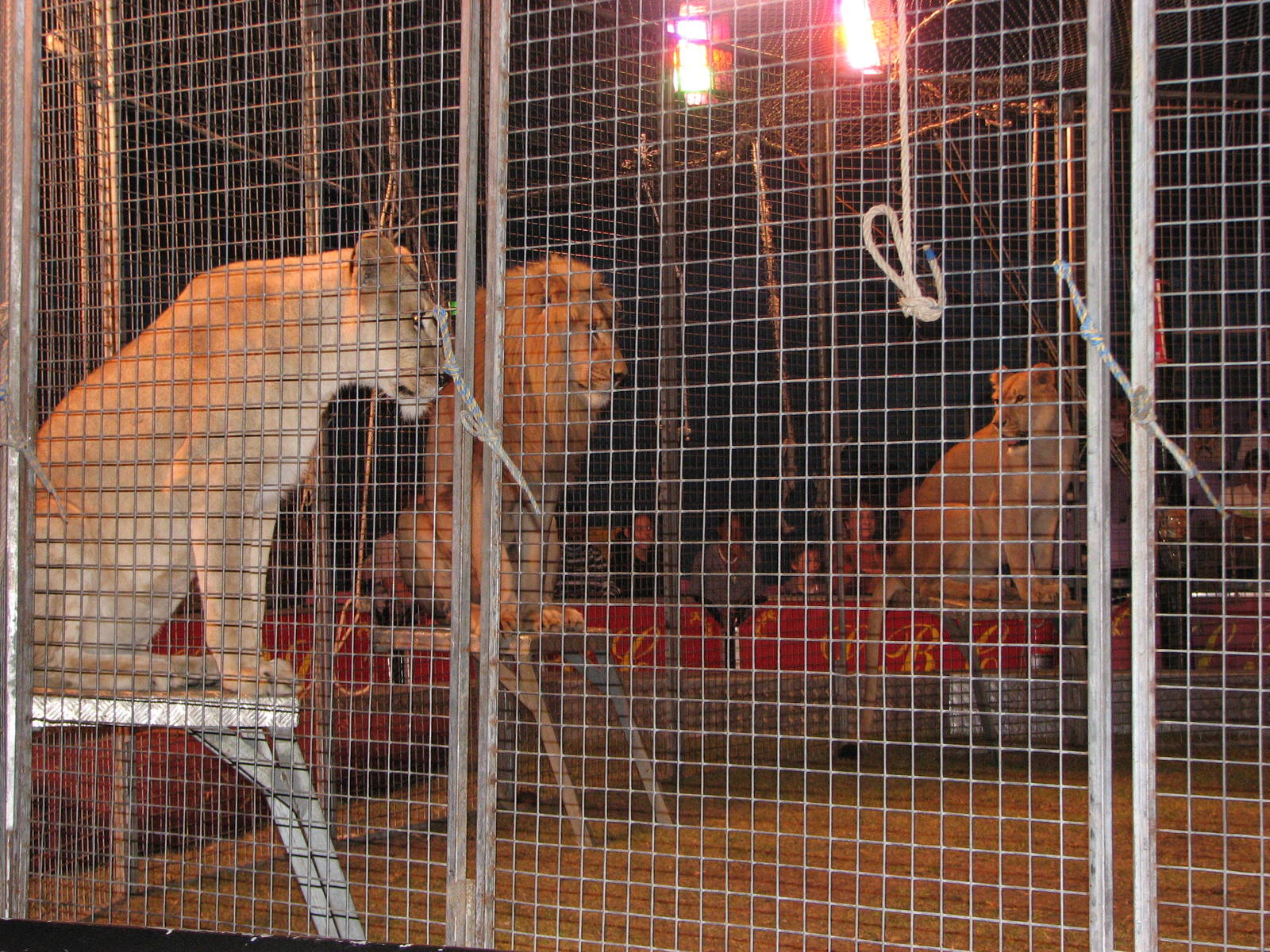 Lennon Bros Circus 2007 - Lion act