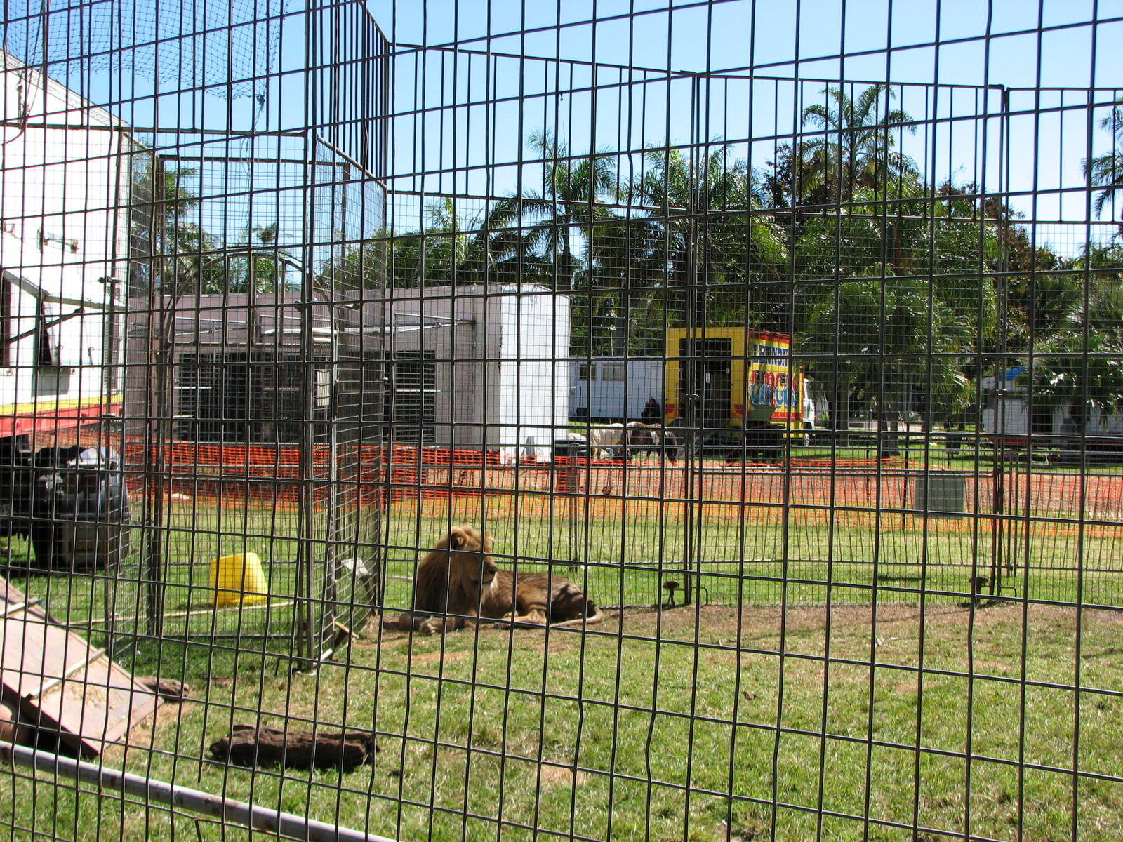 Lennon Bros Circus 2007 - Lion fence