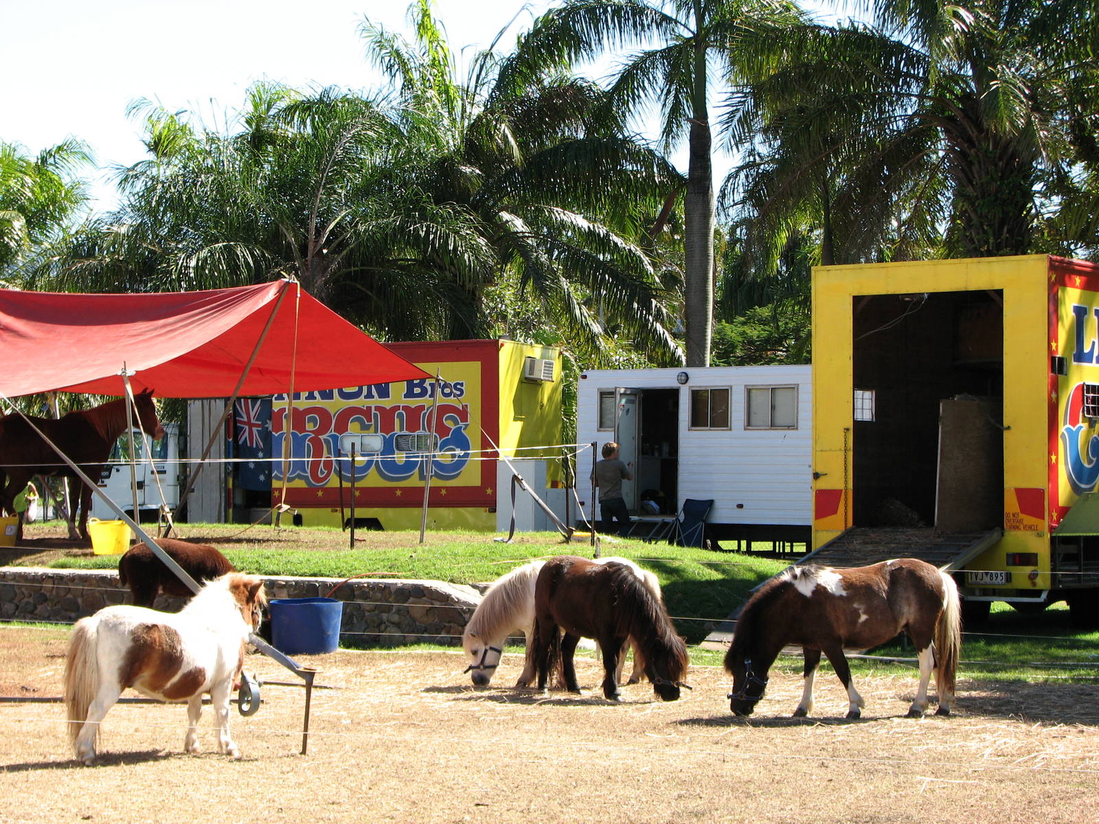 Lennon Bros Circus 2007 - Ponies, Llama and Liberty Horse