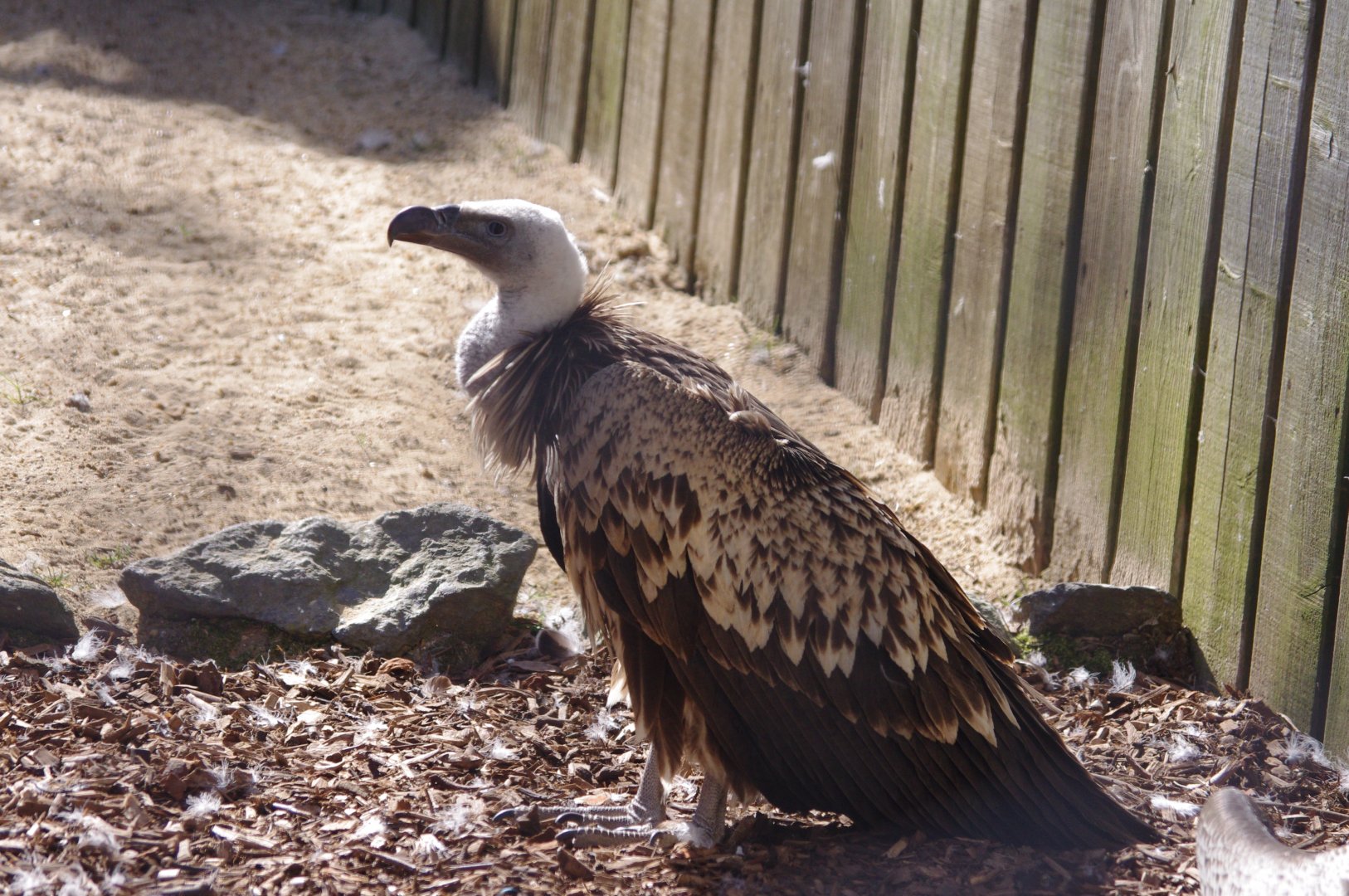 Lenny- Ruppell's griffon vulture- 10/4/2025
