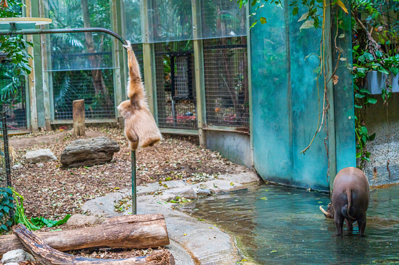 Lenny the male Lar Gibbon & Bucky the male Sulawesi Babirusa