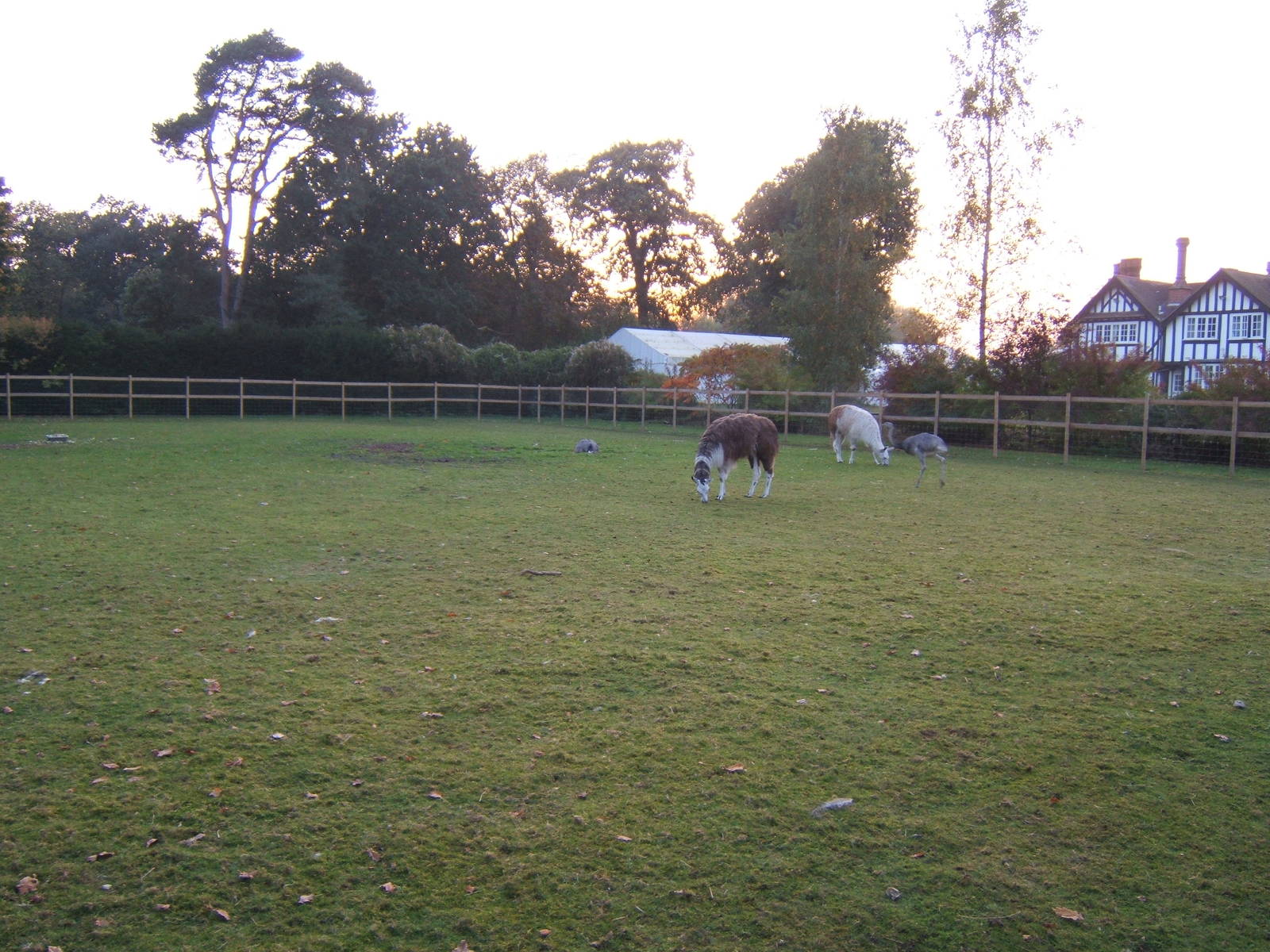 Lenwade Zoological Gardens(Now closed)