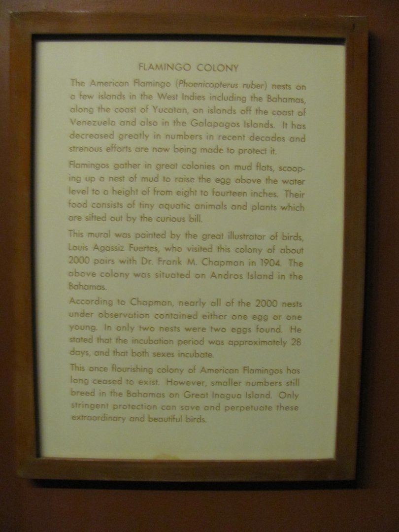 Leonard C. Sanford Hall of North American Birds American Flamingo Plaque.
