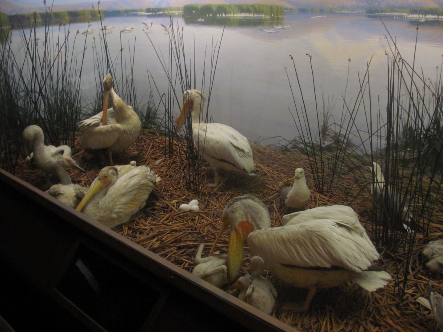 Leonard C. Sanford Hall of North American Birds American White Pelican Diorama