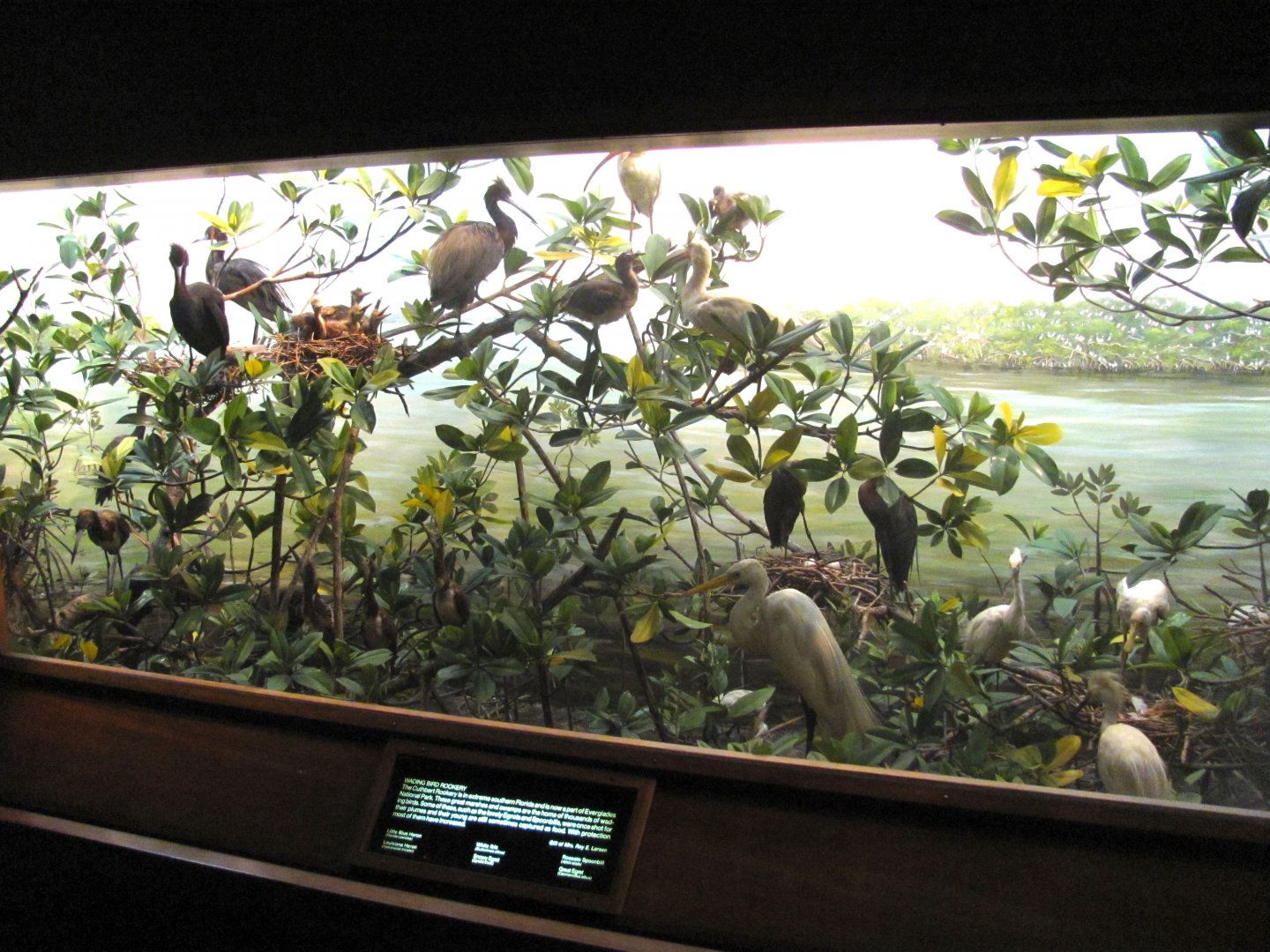 Leonard C. Sanford Hall of North American Birds Cuthbert Rookery Diorama