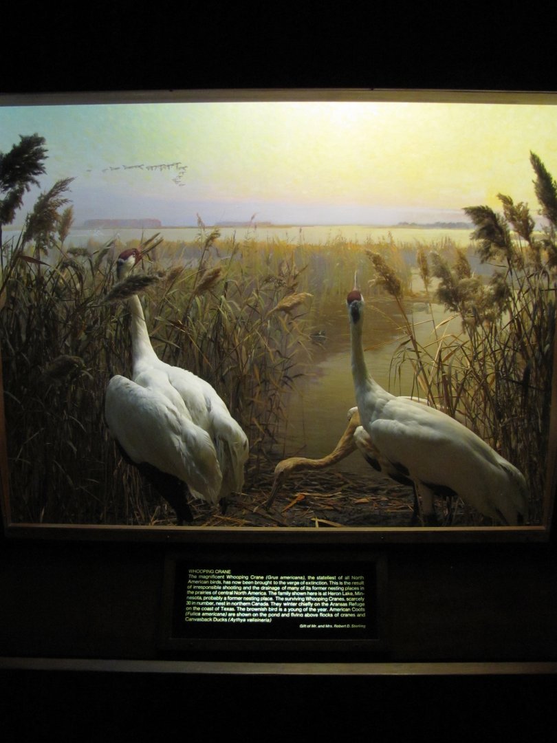 Leonard C. Sanford Hall of North American Birds Whooping Crane Diorama