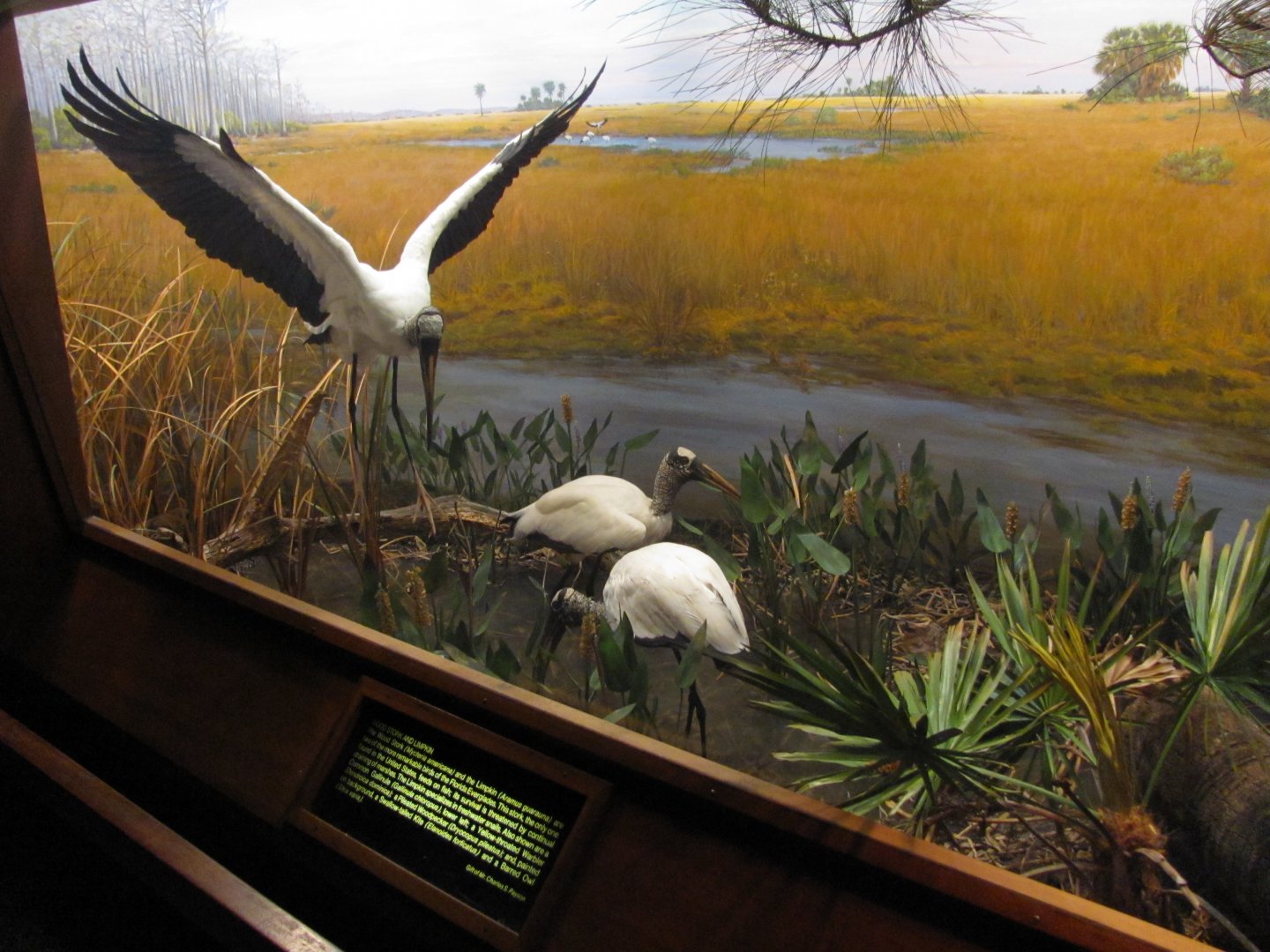 Leonard C. Sanford Hall of North American Birds Wood Stork Diorama