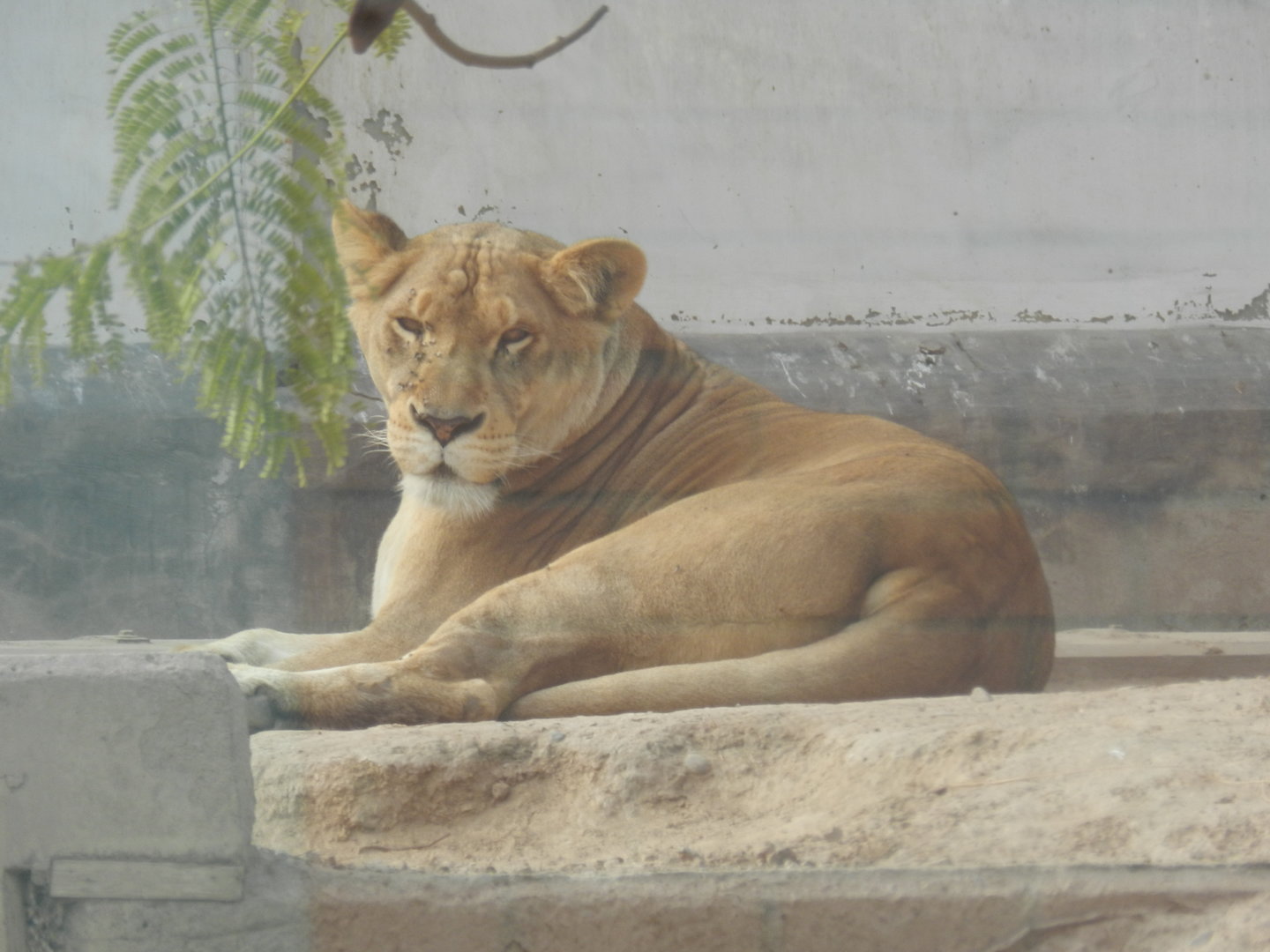 "Leonarda", the lioness - Parque Zoológico Huachipa