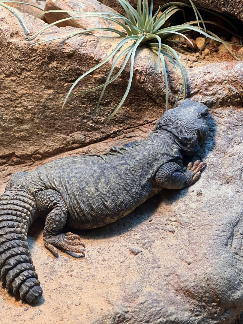 Leonardo the Uromastyx