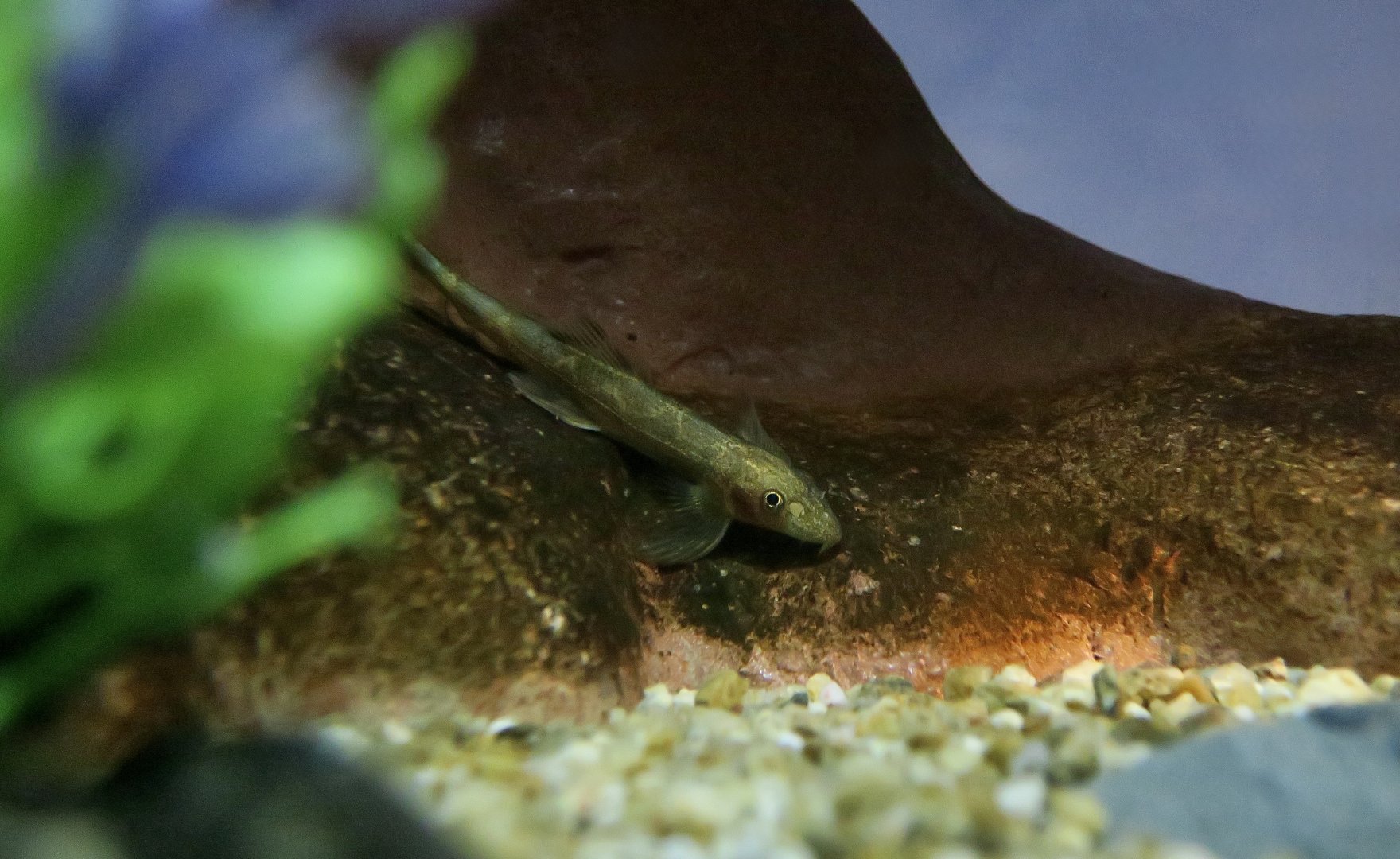 Leonard's Hillstream Loach (Pseudohomaloptera leonardi)
