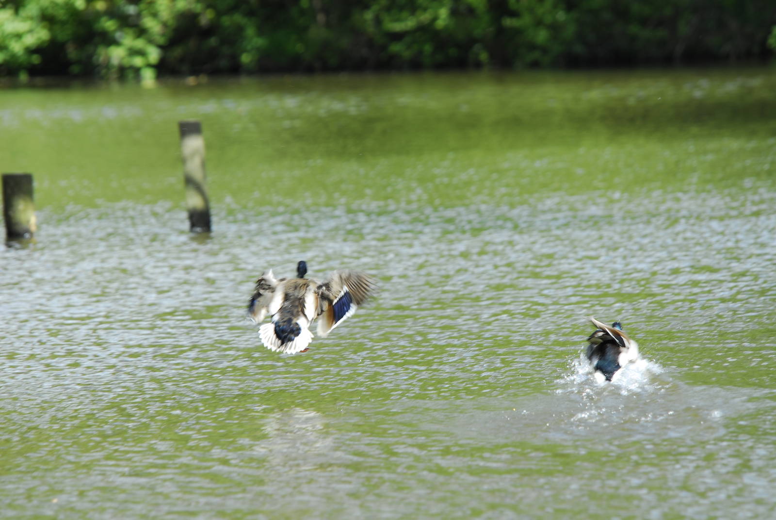 Leonardslee May 2009