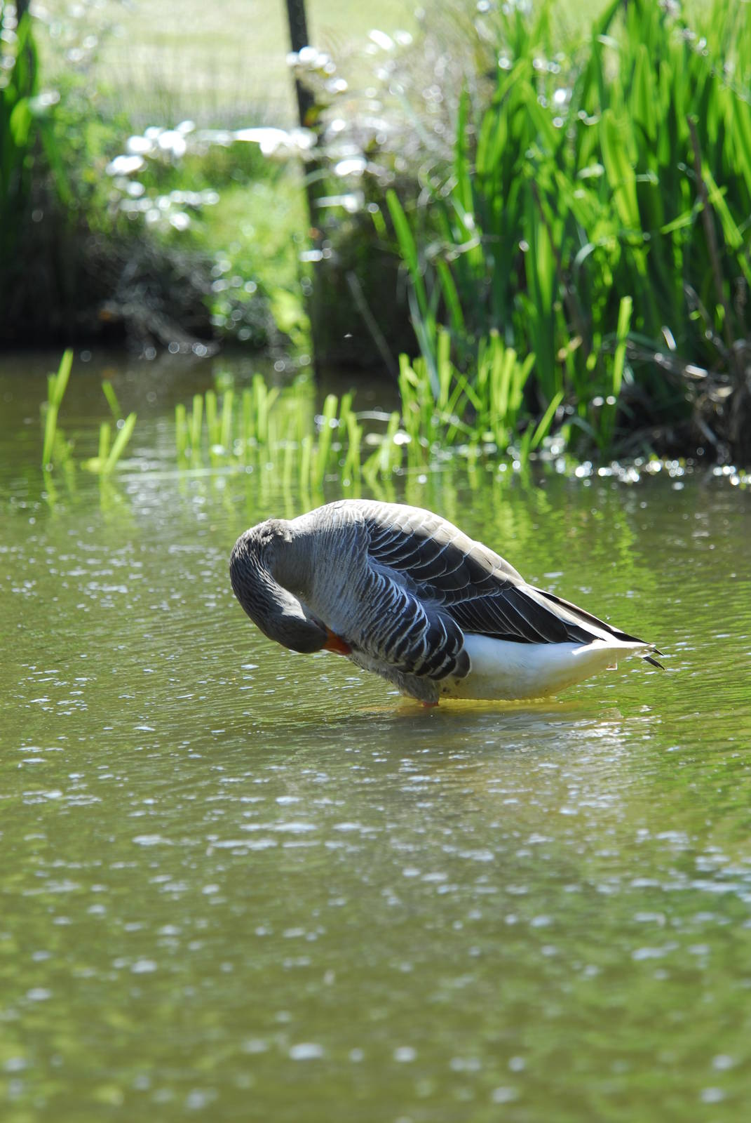Leonardslee May 2009