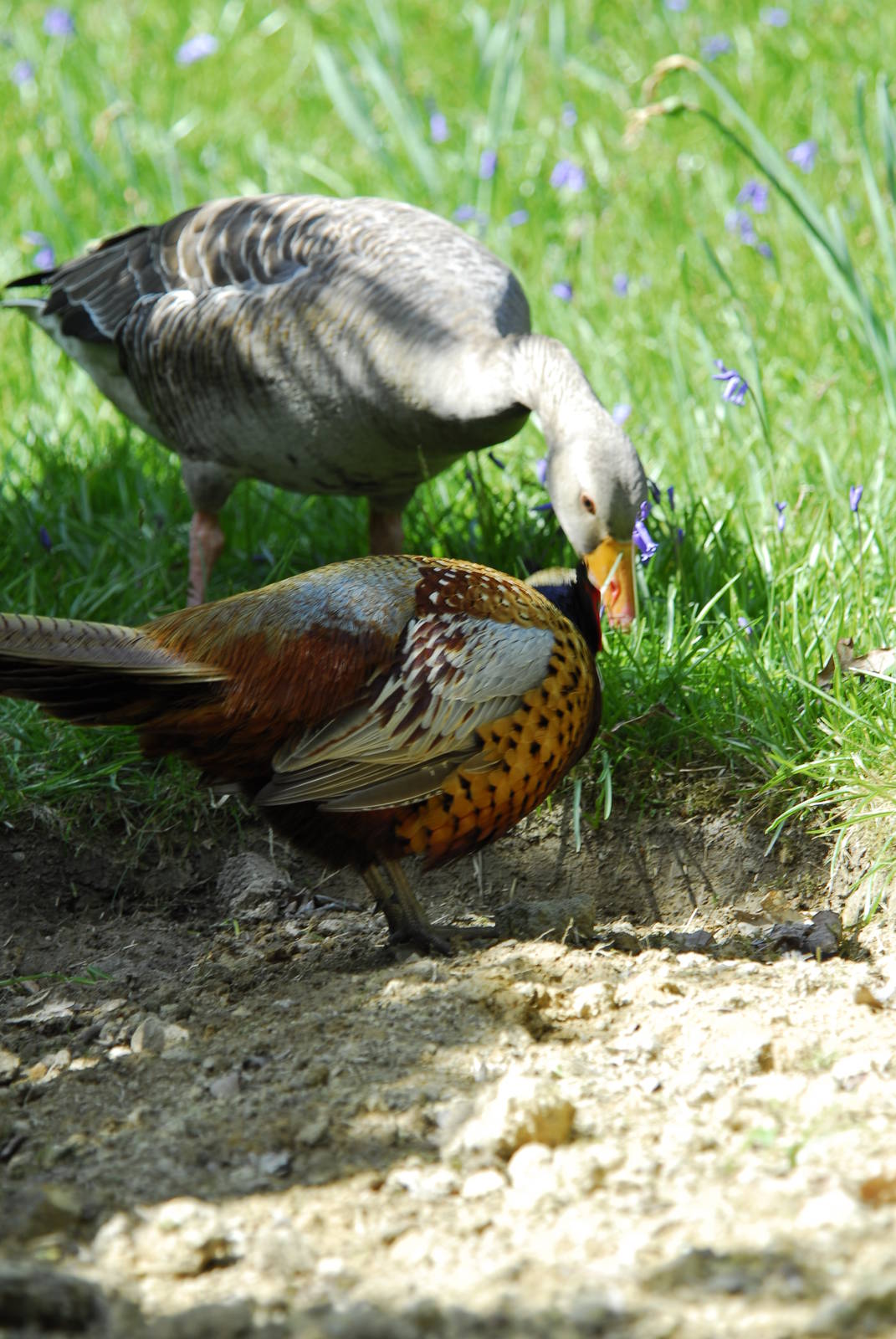 Leonardslee May 2009