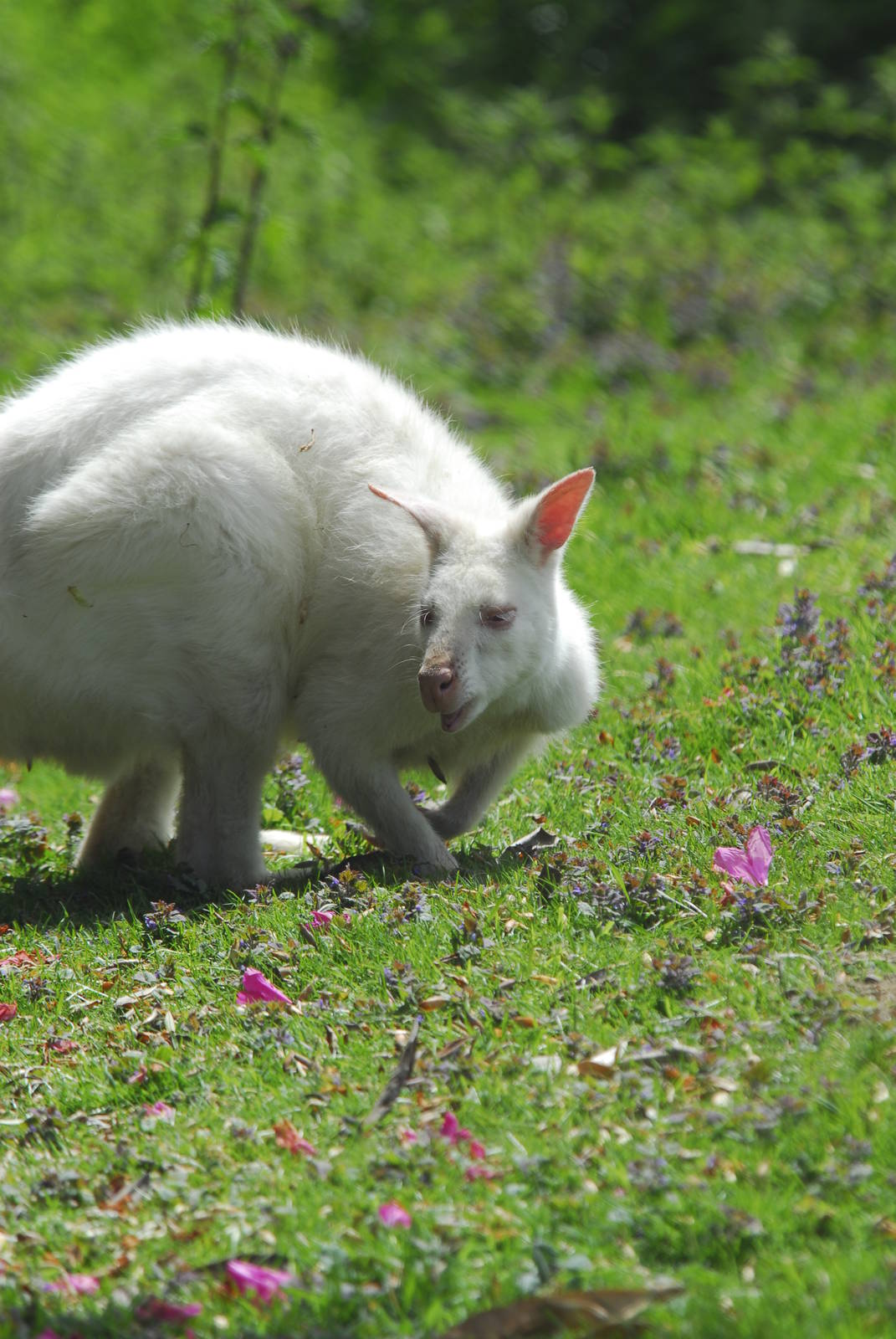 Leonardslee May 2009
