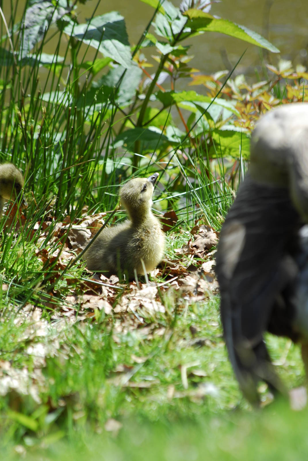 Leonardslee May 2009