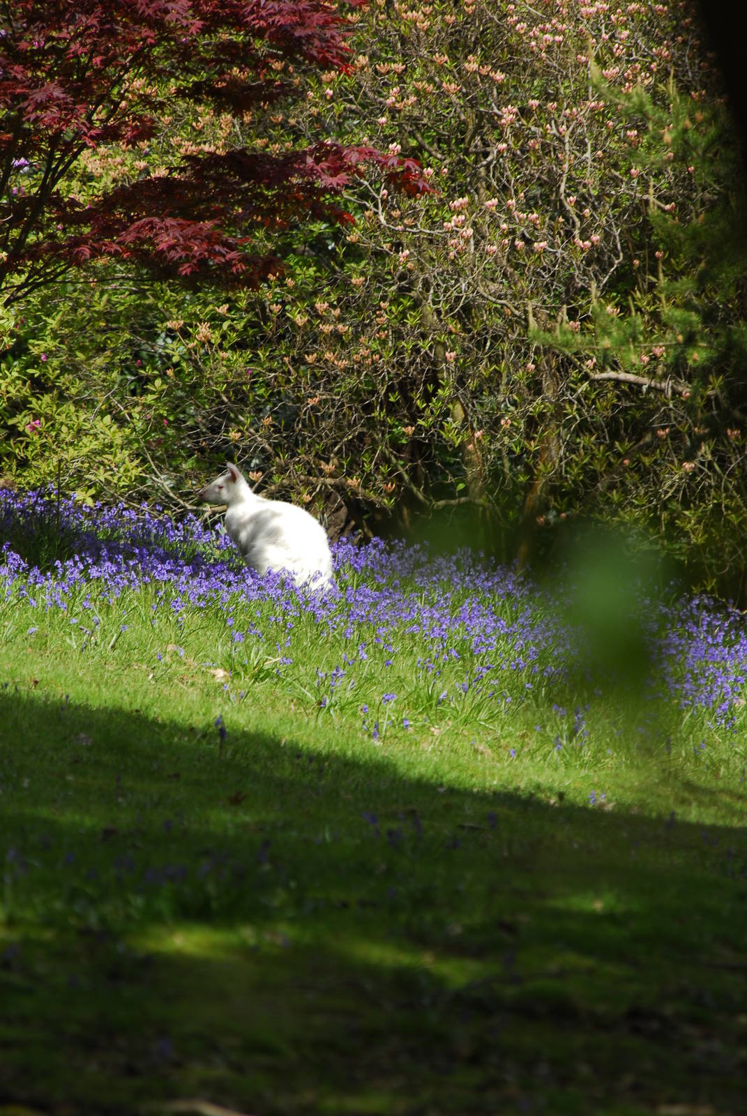 Leonardslee May 2009