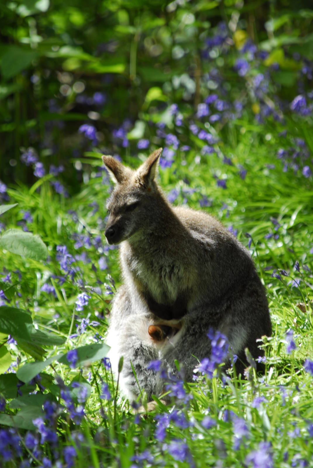 Leonardslee May 2009