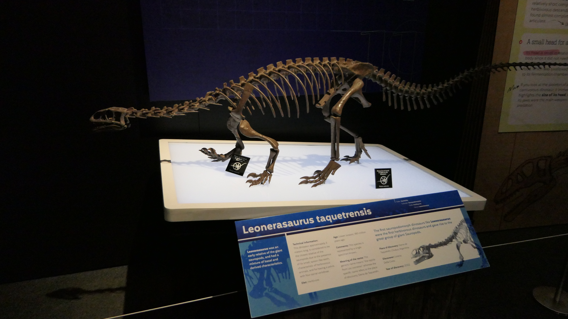 Leonerasaurus taquetrensis - Dinosaurs of Patagonia