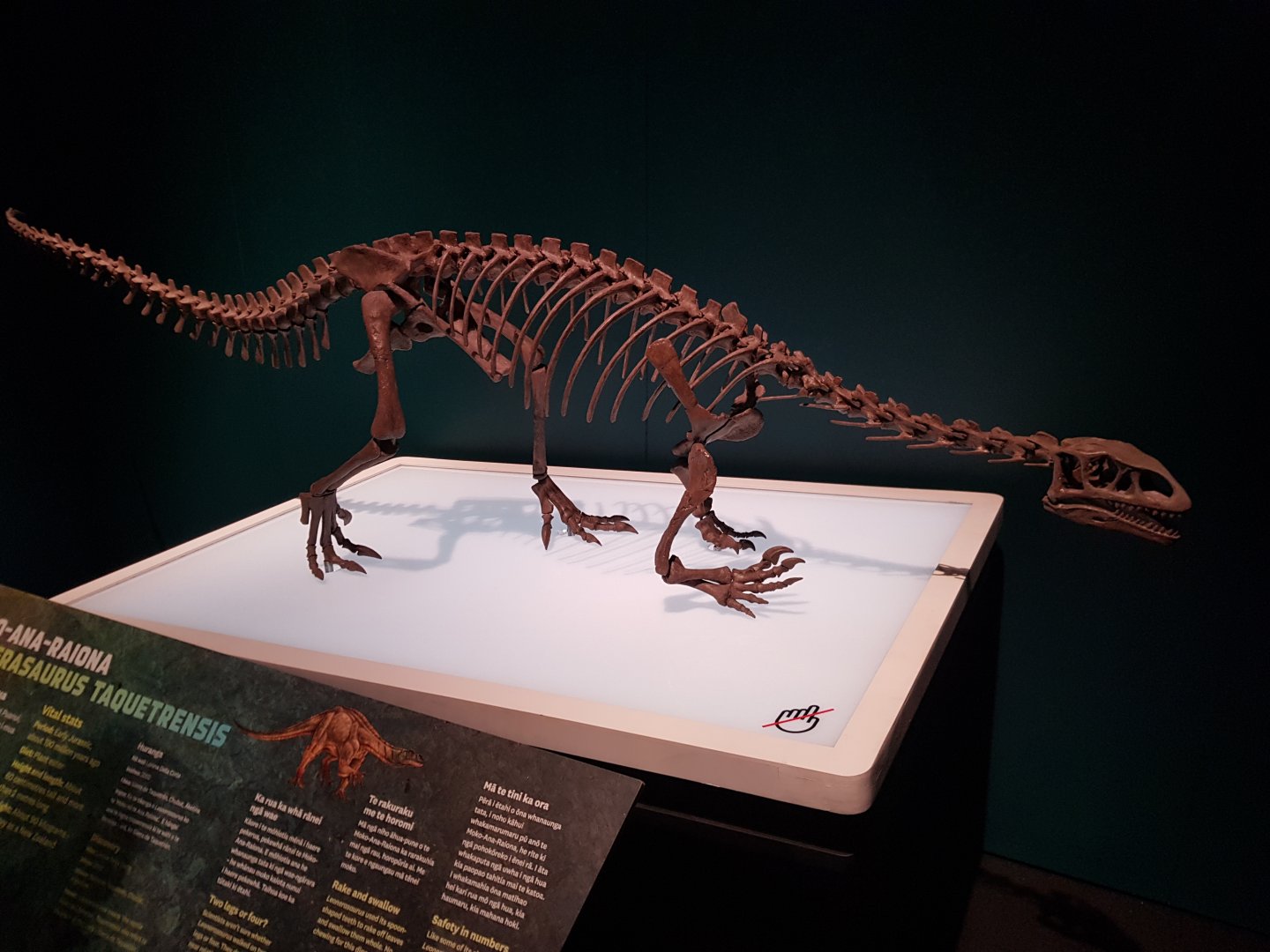 Leonerasaurus taquetrensis-Ngā Taniwha o Rūpapa | Dinosaurs of Patagonia, Te Papa