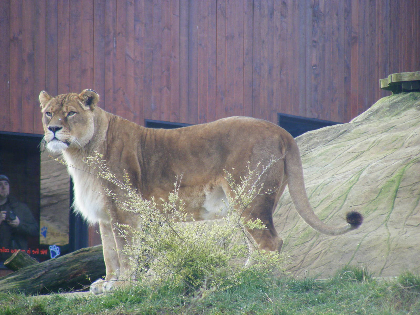 Leoni the African Lion in Lion Rock exhibit at Colchester Zoo, 14 February