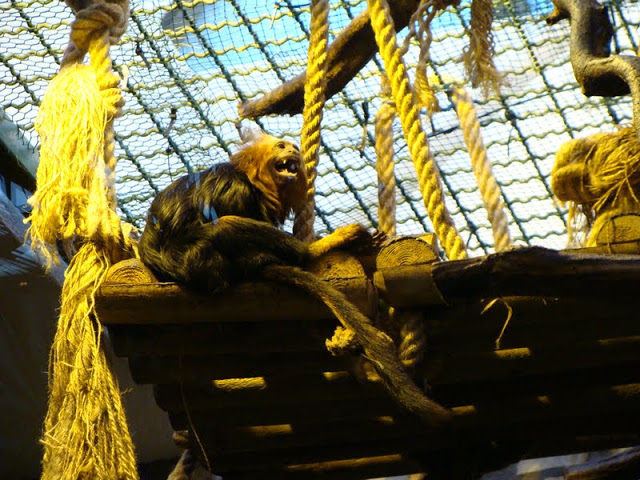 Leontopithecus chrysomelas