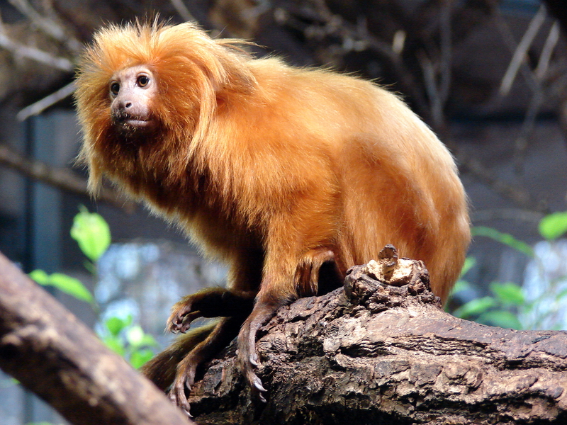 Leontopithecus rosalia / Golden lion tamarin
