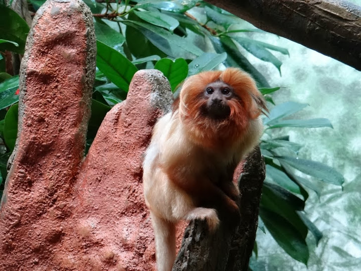 Leontopithecus rosalia rosalia