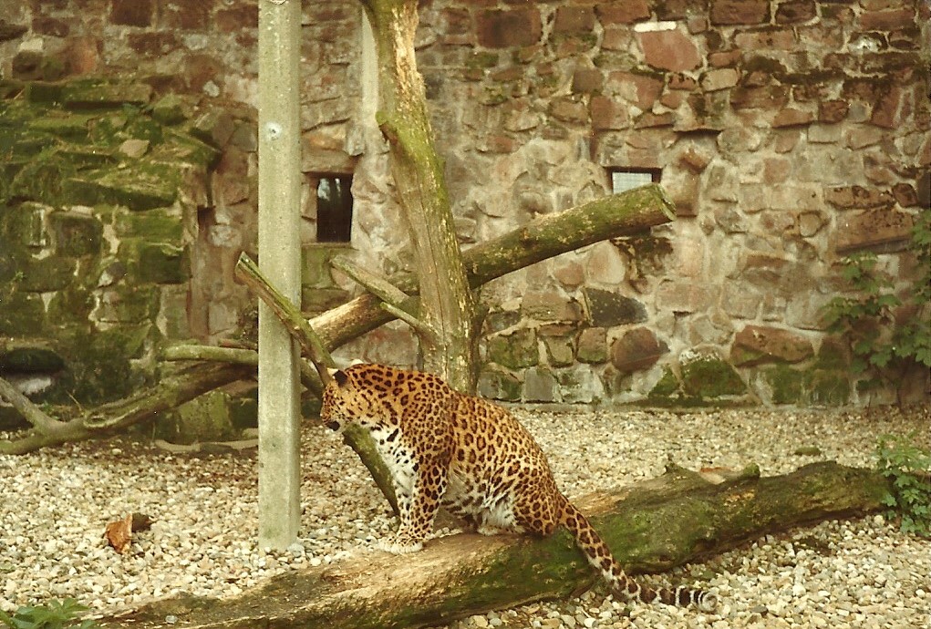 Leopard, 1981