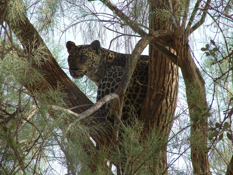 Leopard (African ssp.) / Panthera pardus