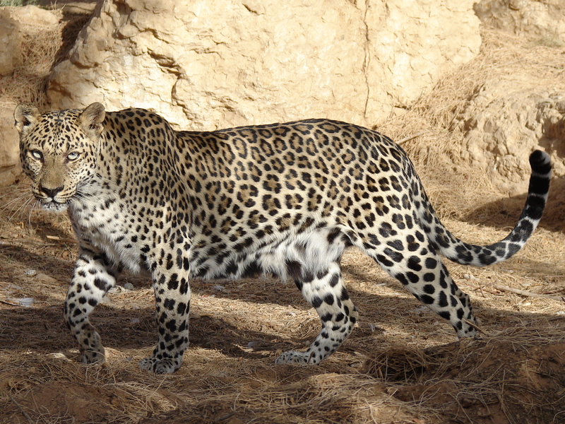 Leopard (African ssp.) / Panthera pardus