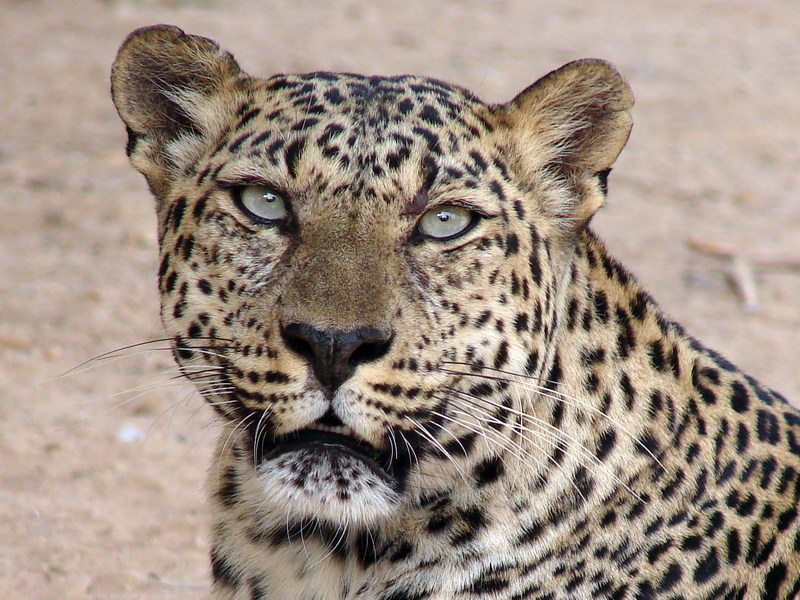 Leopard (African ssp.) / Panthera pardus