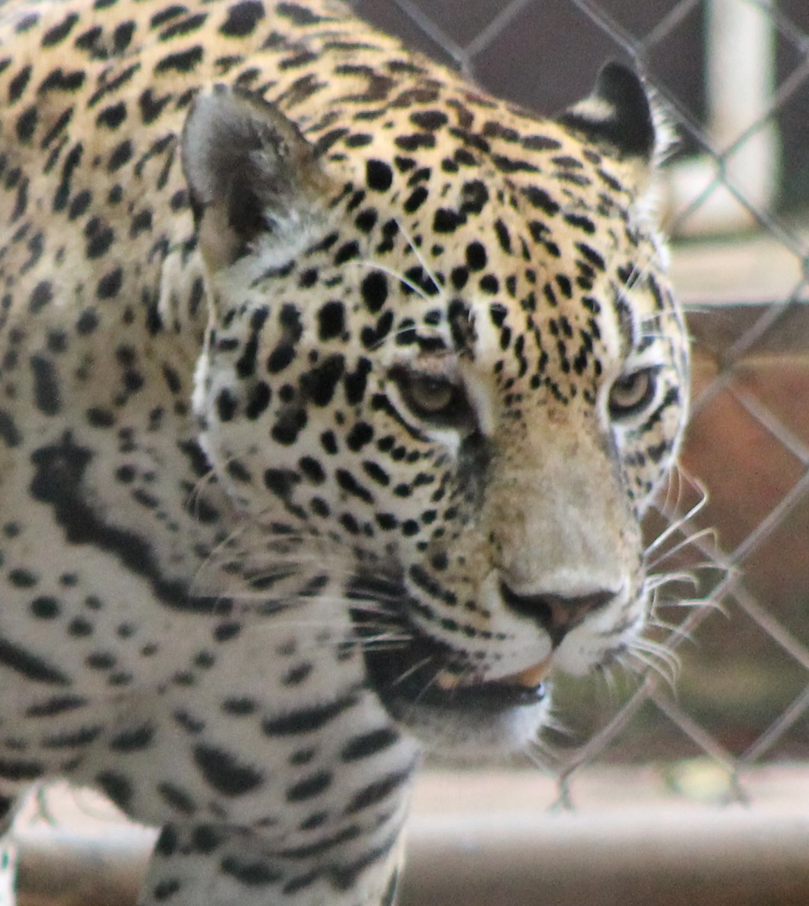 Leopard ( african ? )