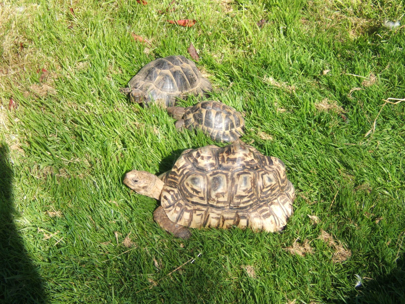 Leopard and Hermann`s Tortoise