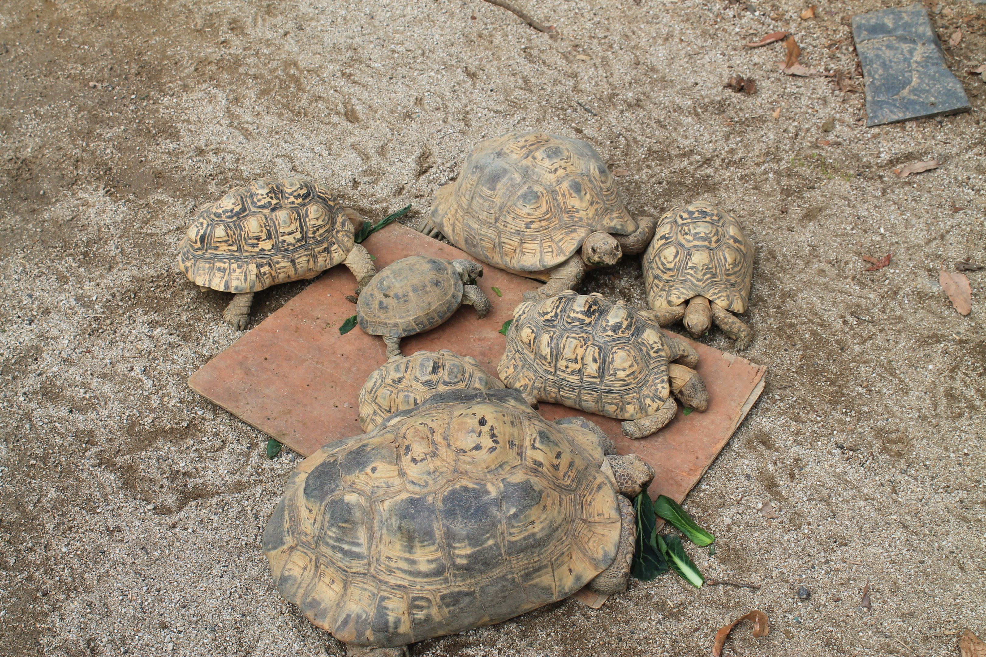 Leopard and Horsfield's Tortoises - Saitama Childrens Zoo