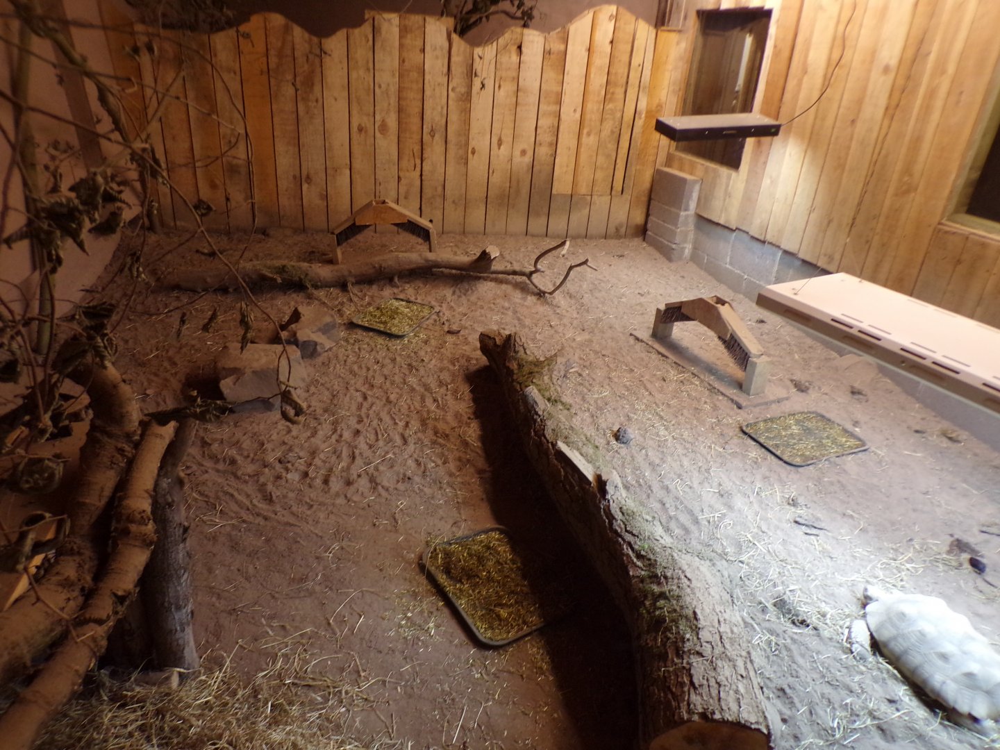 Leopard and sulcata tortoise enclosure  14.10.23