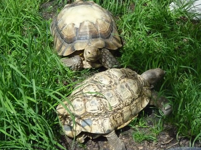 Leopard and Sulcata Tortoises