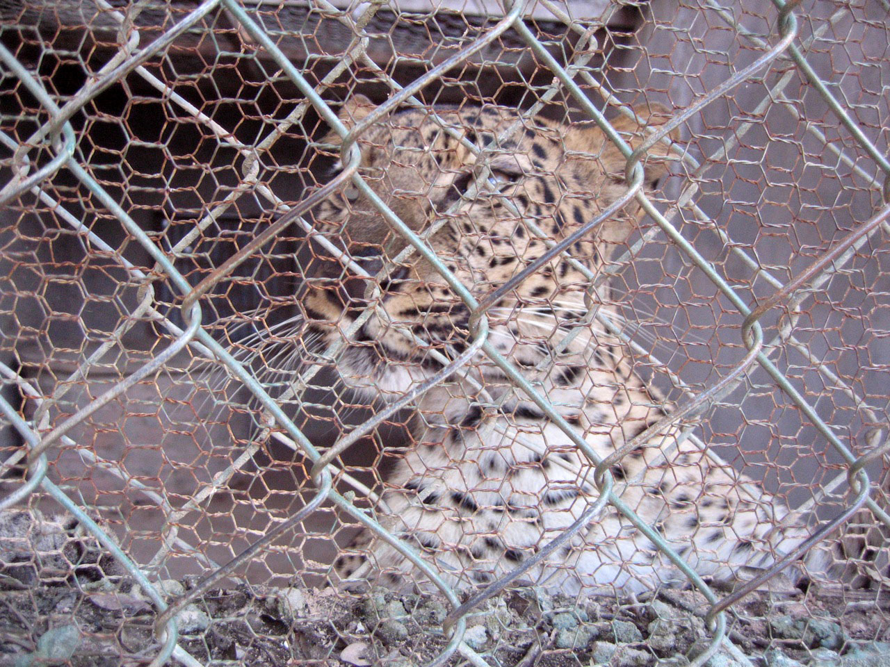 Leopard, Angkor Zoo - 2005