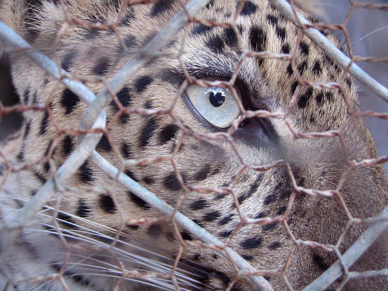 Leopard, Angkor Zoo - 2005
