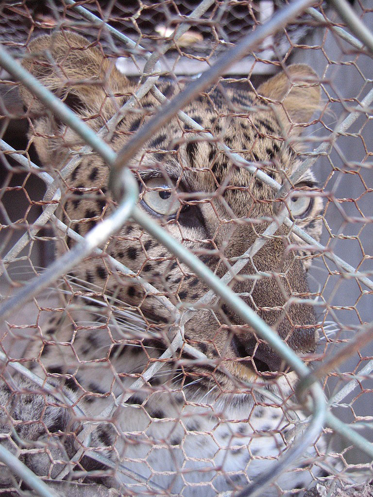 Leopard, Angkor Zoo - 2005