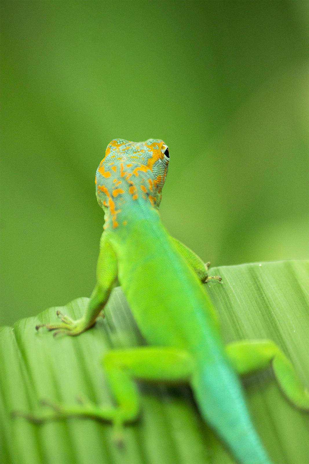 Leopard anole in Burgers Bush