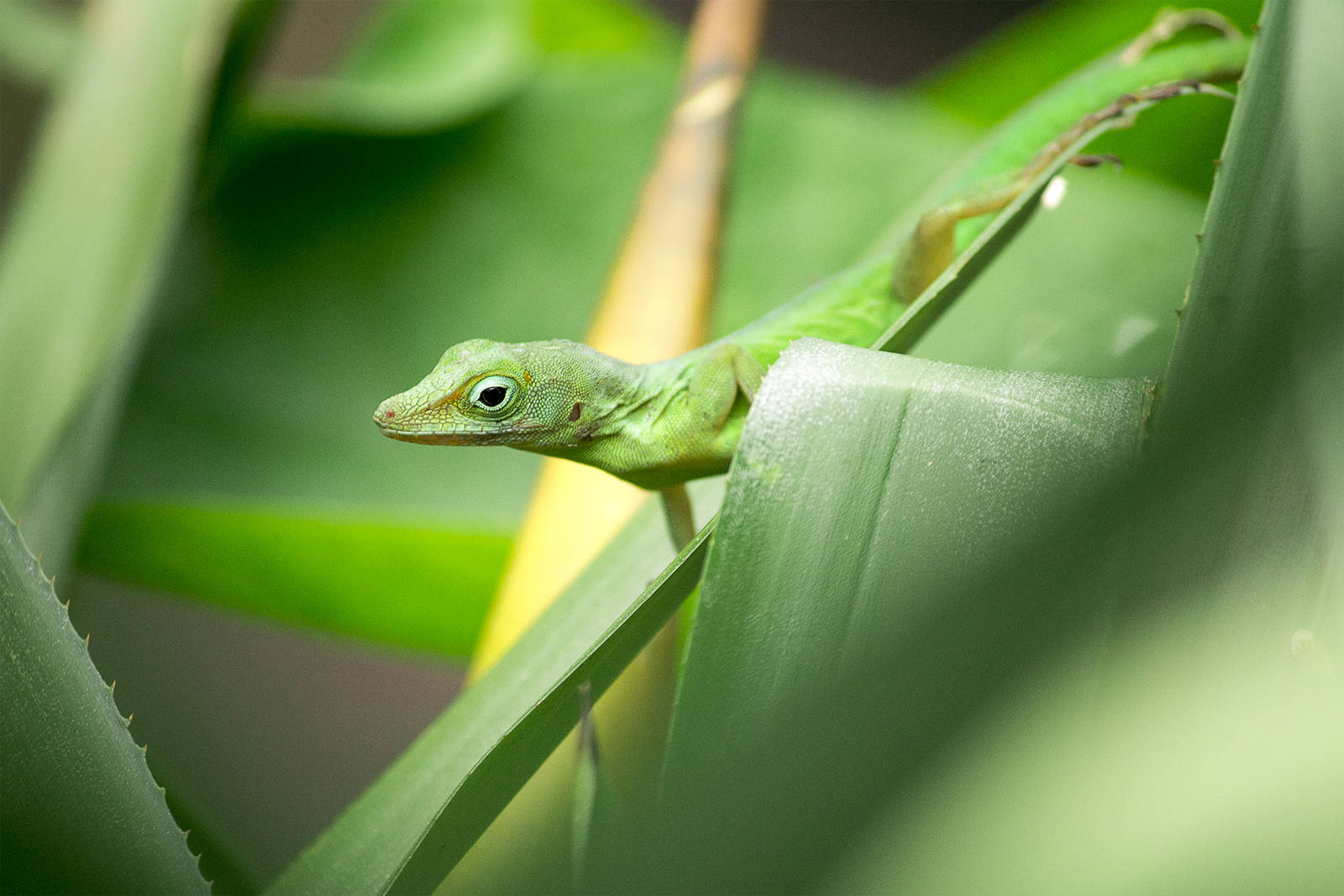Leopard anole in Burgers Bush