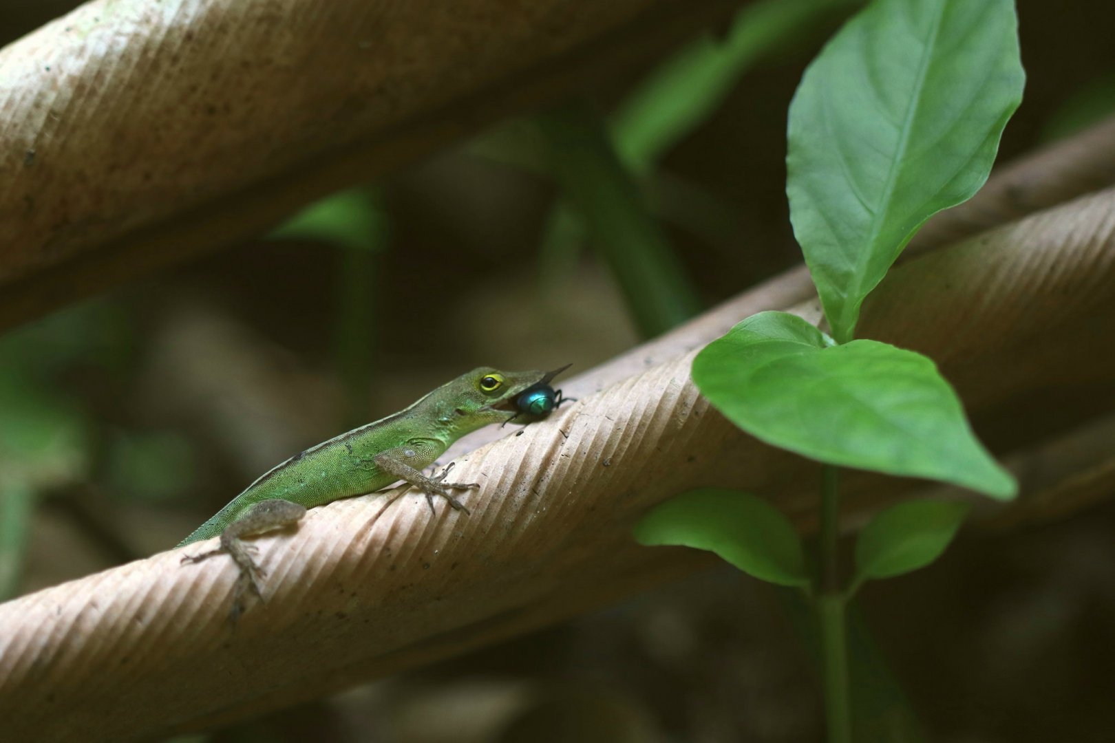 Leopard anole