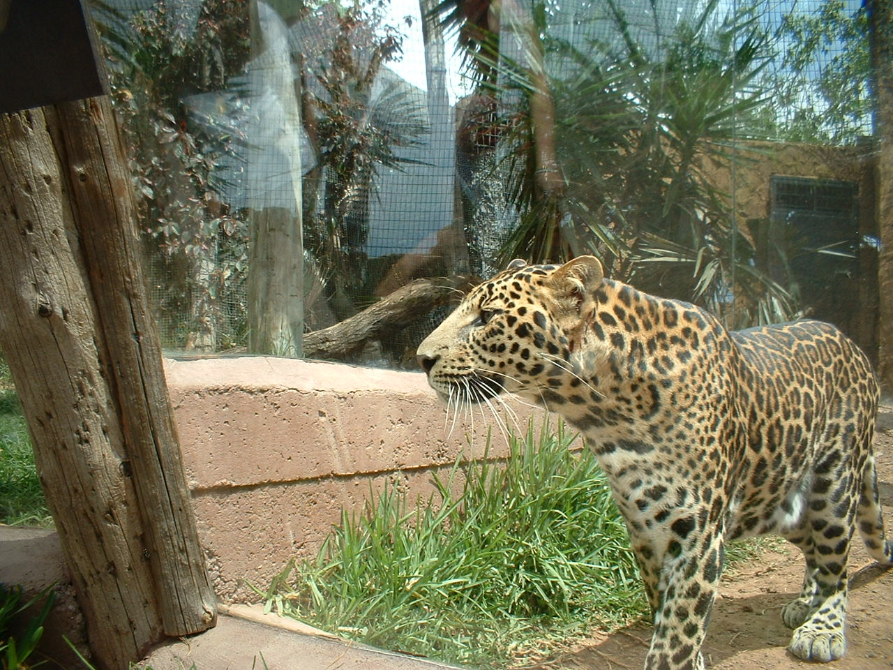 Leopard at Aguilas Jungle Park in Tenerife, 19 May 2004